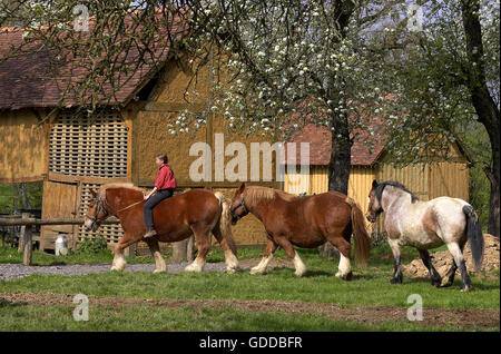 Bretagne Zugpferd, Mädchen reiten Stockfoto