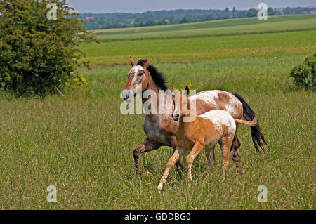 Appaloosa Horse, Stute mit Fohlen Stockfoto