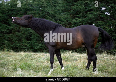 Rein spanische Pferd, Erwachsene Flehming, Stockfoto