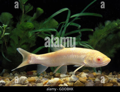 Albino Graskarpfen Ctenopharyngodon idella Stockfoto