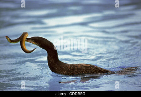 Kormoran Phalacrocorax Carbo Essen gemeinsame Aal Anguilla anguilla Stockfoto