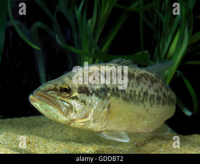 Großer Mund Bass oder Schwarzbarsch, Micropterus salmoides Stockfoto