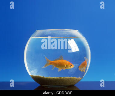 Goldfische Carassius Auratus im Aquarium Stockfoto