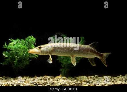 Hecht, Esox lucius Stockfoto