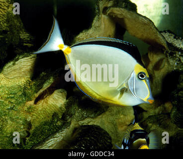 Naso Tang, Naso lituratus Stockfoto