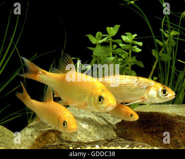 Goldorfen, Leuciscus IDU Stockfoto