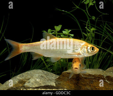 Goldorfen, Leuciscus IDU Stockfoto