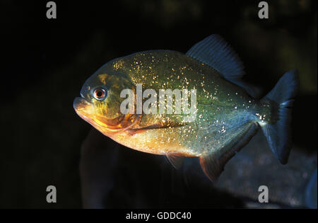 ROTE PIRANHAS Pygocentrus nattereri Stockfoto