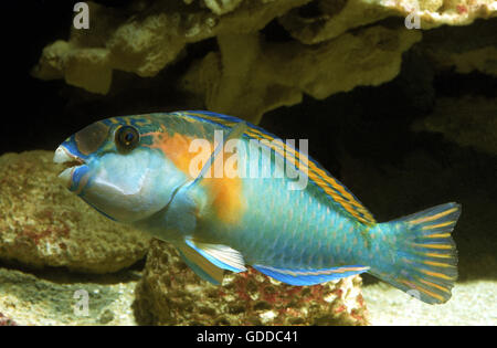 PAPAGEIENFISCHE Scarus sordidus Stockfoto