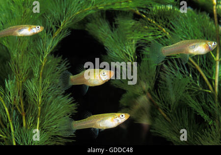 Moskitofische, Gambusia affinis Stockfoto