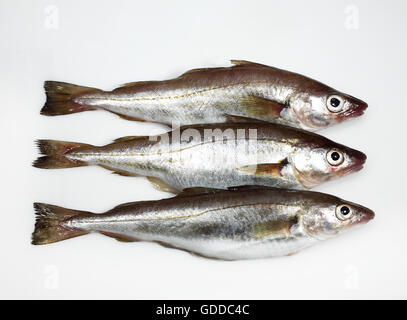 Wittling, Merlangius Merlangus, frische Fische vor weißem Hintergrund Stockfoto