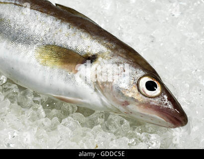 Wittling, Merlangius Merlangus, Frischfisch auf Eis Stockfoto