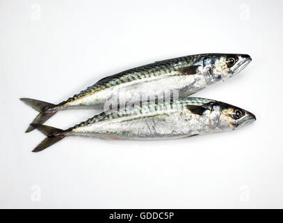 Makrele, Scomber Scombrus, Frischfisch vor weißem Hintergrund Stockfoto