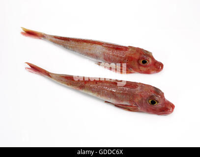 Roter Knurrhahn, žclimb Cuculus Fische vor weißem Hintergrund Stockfoto