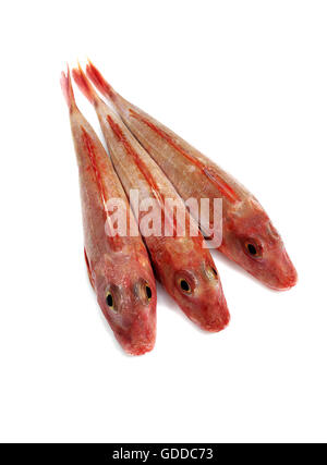 Roter Knurrhahn, žclimb Cuculus Fische vor weißem Hintergrund Stockfoto