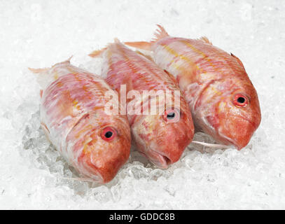 Rote Meerbarbe, Mullus Surmuletus, frische Fische auf Eis Stockfoto