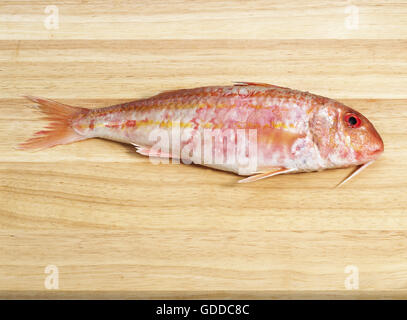 Frisch gestreift Rotbarbe, Mullus surmuletus Stockfoto