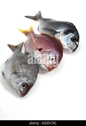 Red Sea Bream, Pagellus Bogaraveo grau Dorade, Spondyliosoma Cantharus und künstliche Brassen, Sparus Auratus, frische Fische vor weißem Hintergrund Stockfoto