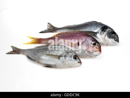 Frische Fische, Red Sea Bream Pagellus Bogaraveo und grau Dorade, Pondyliosoma Cantharus und Gilthed Brassen, Sparus auratus Stockfoto