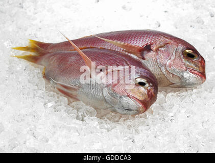 Red Sea Bream, Pagellus Bogaraveo, frische Fische auf Eis Stockfoto