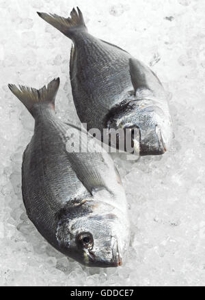 Gilthed Brassen, Sparus Auratus, Frischfisch auf Eis Stockfoto