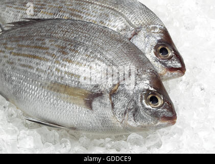 FERSH aus BRASSEN Sparus Auratus STANDING ON ICE Stockfoto