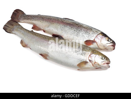 Frische Forellen Salmo Trutta Trutta vor weißem Hintergrund Stockfoto