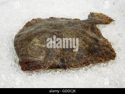 FRISCHEN Steinbutt Scophthalmus Maximus ON ICE Stockfoto