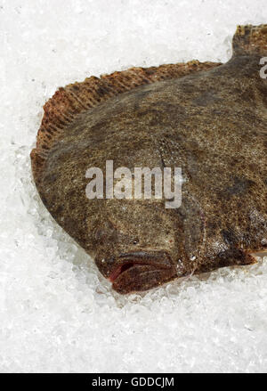 FRISCHEN Steinbutt Scophthalmus Maximus ON ICE Stockfoto