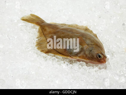 FRISCHE BRILL AUF EIS Stockfoto