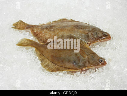 FRISCHE BRILL AUF EIS Stockfoto