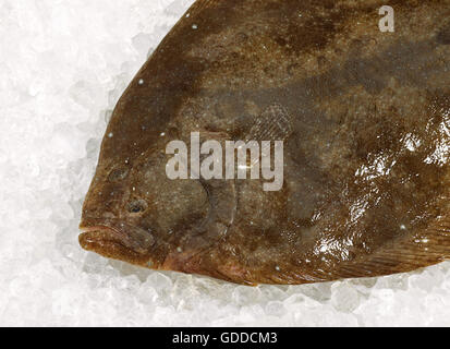 FRISCHE BRILL AUF EIS Stockfoto