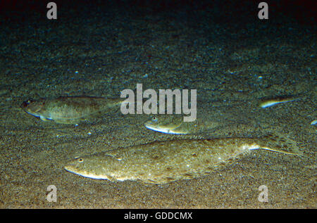 Steinbutt, Scophthalmus Maximus, Erwachsene getarnt auf Sand Stockfoto