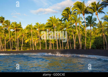 Big Island, Palmen, Punaluu, Black sand Beach, Big Island, USA, Hawaii, Amerika, Palmen, Stockfoto