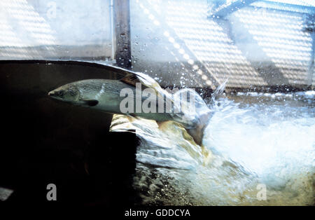 ATLANTISCHER Lachs Salmo salar IN einer FISCHTREPPE QUEBEC Kanada Stockfoto