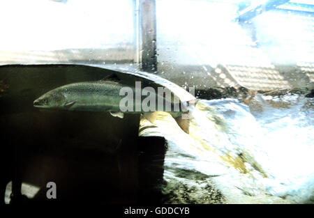 Atlantischen Lachs, Salmo salar in einer Fischtreppe in Quebec Stockfoto