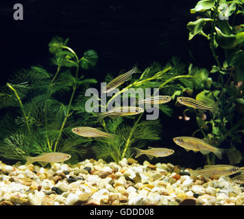 Leopard Danio (Brachydanio Frankei) Unterwasser Stockfotografie Alamy
