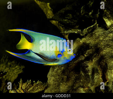 Königin-Kaiserfisch, Holacanthus Ciliaris, Erwachsene Stockfoto