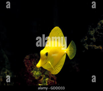 Gelbe Tang Fisch, Zebrasoma flavescens Stockfoto