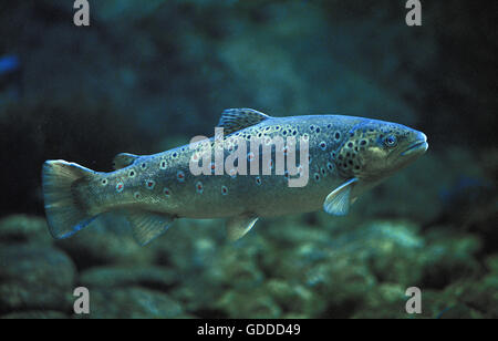 Bachforelle Salmo Trutta Fario, Erwachsene Stockfoto