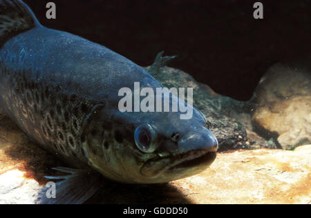 Bachforelle Salmo Trutta Fario, Erwachsene Stockfoto