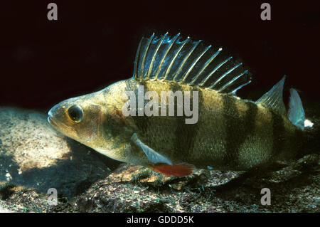 EUROPEAN PERCH Percha fluviatilis Stockfoto