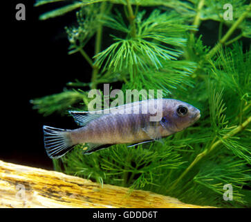 Blaue Zebra Buntbarsch, Pseudotropheus Zebra, Aquarienfische aus Malawi-See Stockfoto