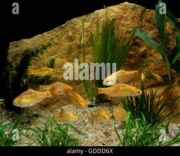 Rosig Barb, Pontius conchonius Stockfoto