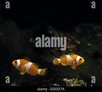 OCELLARIS CLOWNFISH Amphiprion Ocellaris, Erwachsene Stockfoto