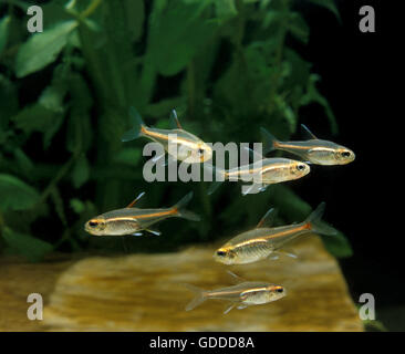 Leuchten Licht Tetra, Hemigrammus Gracilis, Aquarium Fische Stockfoto