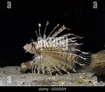 Gemeinsamen Rotfeuerfisch Pterois volitans Stockfoto