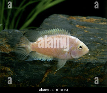 Albino überführen Cichlid, Cryptoheros nigrofasciatus Stockfoto