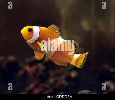 Ocellaris Clownfish, Amphiprion ocellaris Stockfoto
