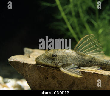 Gemeinsamen Pleco, Hypostomus punctatus Stockfoto